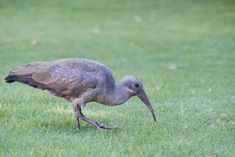 This Is A Hadada Ibis And Once You Have Heard One Calling Out