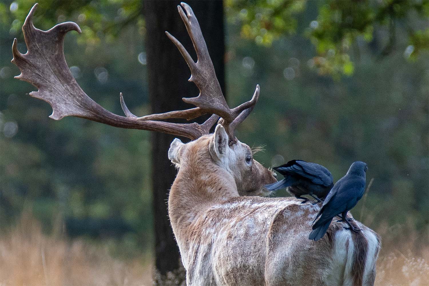 Red deer and jackdaws Richmond park