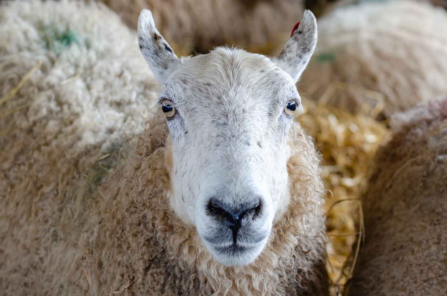 Front view of theace of a sheep close up